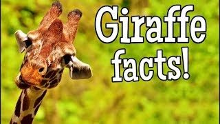 Giraffe Facts for Kids | Classroom Edition Giraffes Learning Video