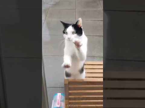 Funny Cats And Dogs 😆 Funny ANIMAL Videos 🤣🐶 #funny #funnyvideo #shorts #viral