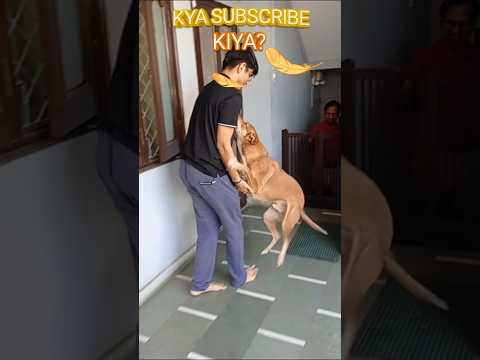 Dogs meeting owners after a long time | Dog warmly welcomed owners at home #shorts