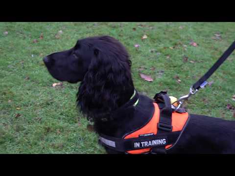 Buzz the Kent fire dog is halfway through training