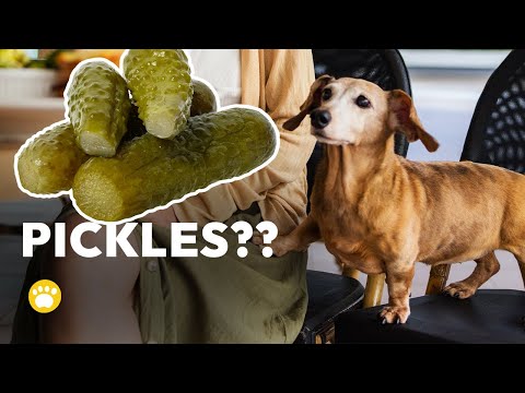 Can Dogs Eat Pickles? Dill Pickles?