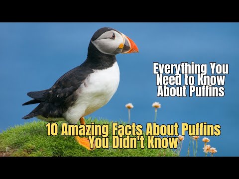 🔴 10 Amazing Facts About Puffins You Didn't Know 💥 True Facts about Puffins 🚫