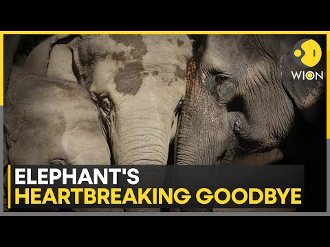 Elephant’s Heartbreaking Goodbye To Lifelong Companion | World News WION