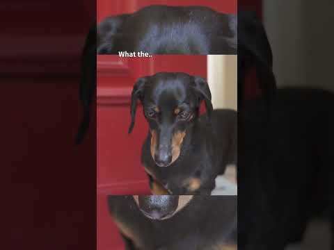 How dachshund puppy arrived at new home