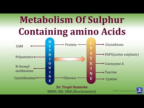 13: Metabolism of Methionine & Cysteine | Amino Acids Metabolism| Biochemistry | N'JOY Biochemistry