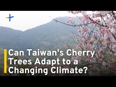 The Changing Landscape of Taiwan's Cherry Blossom Obsession｜TaiwanPlus News