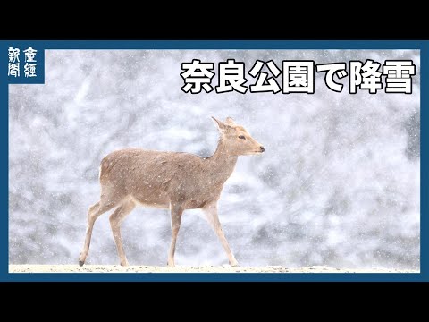 奈良公園で積雪　雪景色に