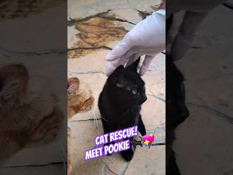 🐈‍⬛💖Cat Rescue! Meet Pookie!  #cat #catlover #catrescue #cats #catsofinstagram #cutecat #animals