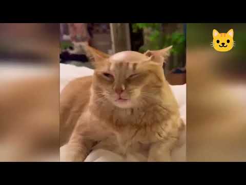 Kids And Animals | Funny Animals Video | new funny videos 2025