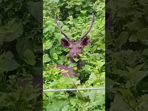 🦌 🦌 🦌 deer #utrakhand #uttarakhandvibes #wildlife #wildlife #deer #nature #animals #travel