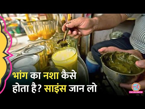 Holi पर भांग के सेवन से पहले उसका दिमाग में असर और नशे का Science समझ लीजिए | Cannabis | Bhaang