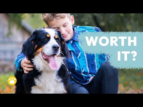 Is a Bernese Mountain Dog Worth It? The Pros and Cons