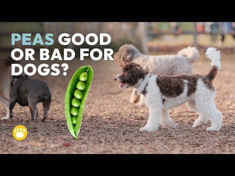 5 Things to Know Before Feeding Peas to Your Dog