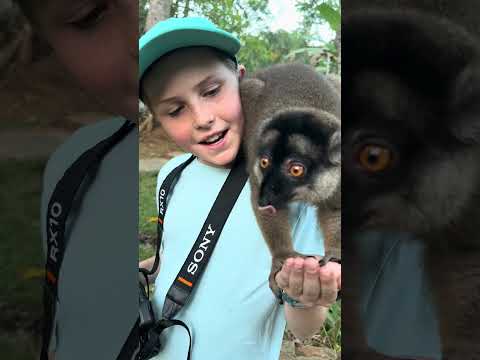 Look at this amazing lemur, he is using his feeding tongue to lap up all the banana pieces!😎🌍