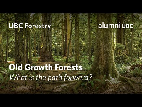 Old Growth Forests – What is the Path Forward