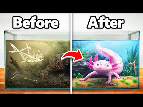 I Transformed an Abandoned Axolotl’s Home