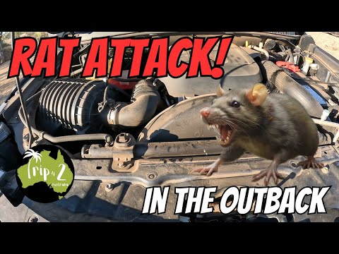 We go to Winton in the middle of a RAT PLAGUE | some BEAUTIFUL overnighters and much more - Ep 67