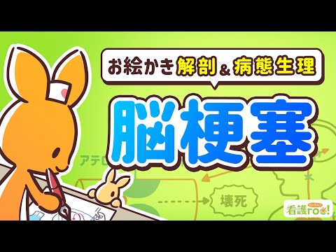 【脳神経系】脳梗塞｜お絵かき解剖＆病態生理