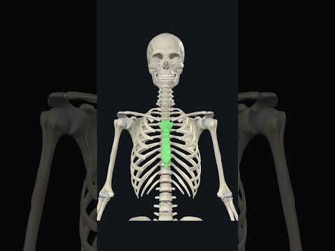 Types of bones 3d animation #boneanatomy #skeleton #biology #anatomy