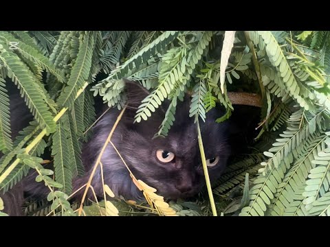 Mainecoon cat living in woods? Wat a Maine coon cat loves #cat #catlover #mainecoon