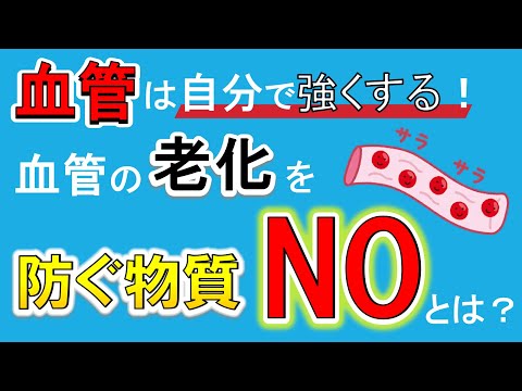 【血管の老化を防止する物質】NOを増やして血管を強くしよう！