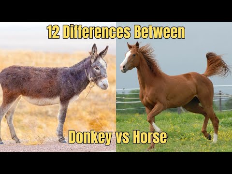 🐎 12 Fascinating Differences Between Donkeys and Horses You Didn't Know ❗Donkey VS Horse