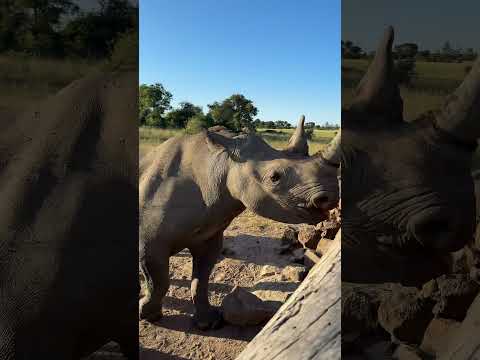 What an incredible moment with a mother hook-lipped or black rhino and her precious calf! 🦏 🌍