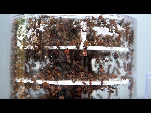 [Power of numbers] Dangerous ants multiplying at an explosive rate