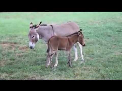 Baby Zedonk: cross between donkey and zebra