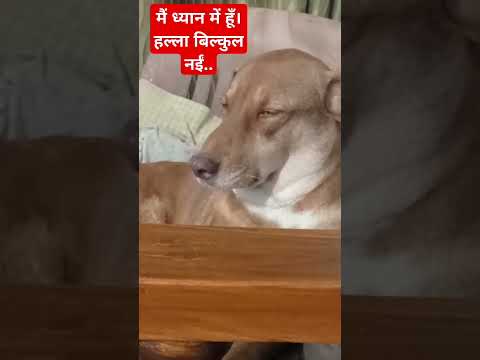 चीकू ध्यान में है, हल्ला बिल्कुल नईं 🤭🤫 #dogsfunnyvideo #short