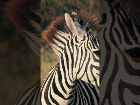 Why Do Zebras Have Stripes? 🦓 Uncover the Mystery #wildlife #animals #animaldocumentary