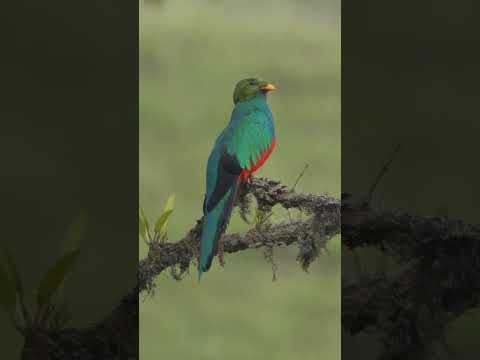 Golden-headed Quetzal Song #shorts