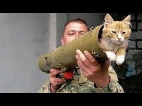 New Funniest Cats And Dogs Videos 😁 Best Of The 2025 Funny Animal Videos 😁  Cutest Animals Ever Ep 3