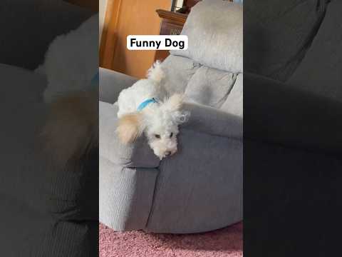 The way he scratch his body-Tantrums Dog #shortsfeed #shortsyoutube#shorts#dogfunnyvideos#short