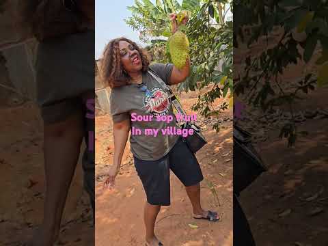 Harvesting sour sop fruit