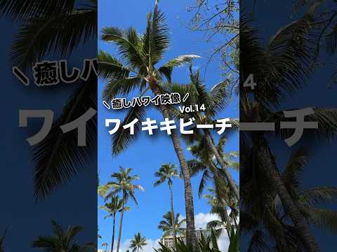 本日の #癒しハワイ 映像は #ワイキキビーチ から！#ハワイ #ハワイ旅行 #ワイキキ #ハワイ気分 #hawaii #waikiki #waikikibeach #oahu #beach