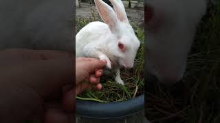 #shorts #bunny #rabbit #LifeinNature