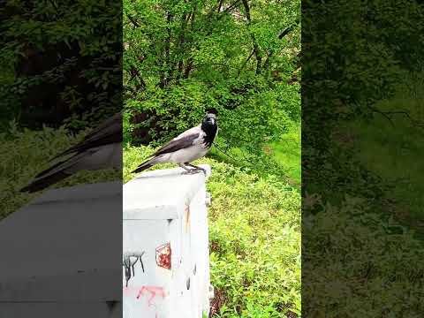 portrait in landscape #crow #city #park