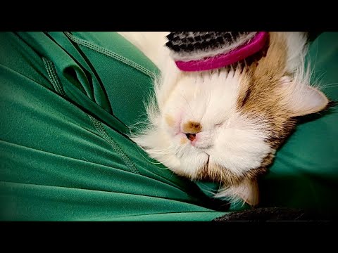 Purr ASMR, This Cat Loves To Be Brushed! | Not Mad Just Moody