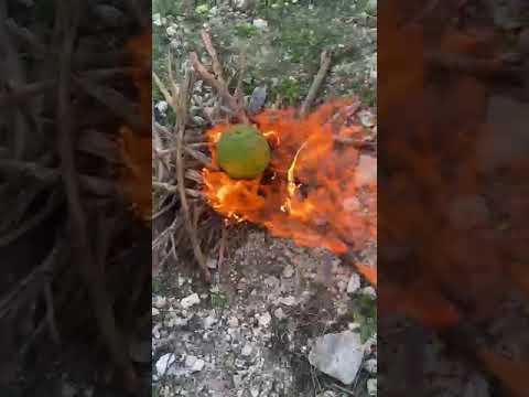 Breadfruit roasting 😋 #summervibes #jamaican #traveling