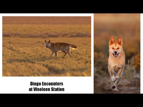 Dingo Encounters Wooleen Station; Educating people about dingoes and observe these amazing predators