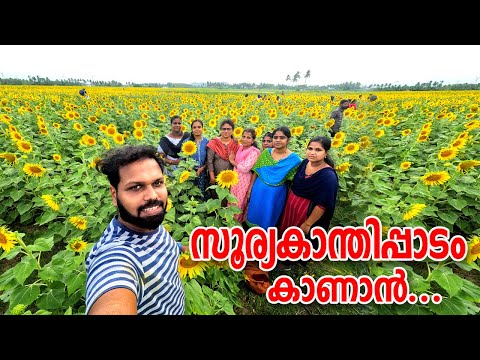 തമിഴൻ്റെ സൂര്യകാന്തിപ്പൂക്കൾ🌻🌻 Sunflower in Thenkasi II Sundarapandyapuram - Tamilnadu - Sunflower