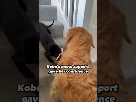 Older Dog Teaches Puppy To Use The Stairs