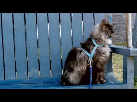 How the Maine coon spends his day| Maine coon loves going out | #mainecoon #cat #catlover #funnycats