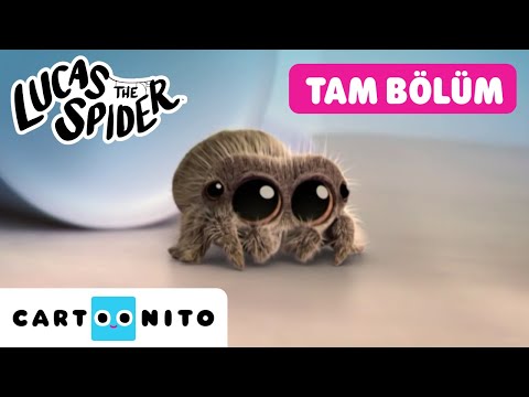 ÖRÜMCEK LUCAS | Yalnız Lucas | TAM BÖLÜM | @@CartoonitoTurkiye