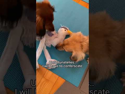 Dachshund won’t share her toys!