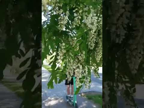 white acacia fragrant clusters #spring #city #nature