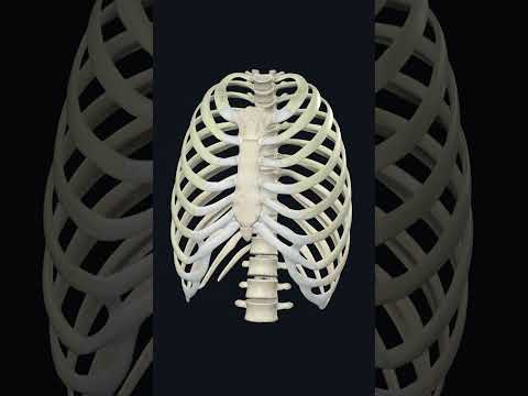 Rib cage anatomy & Physiology: 3d Illustration  #humananatomy