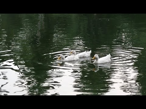 Beautiful white ducks swimming in water at Indira park in Hyderabad | Nature Vibes