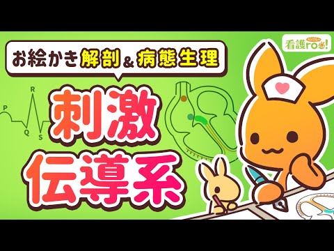 【循環器系】刺激伝導系｜お絵かき解剖＆病態生理